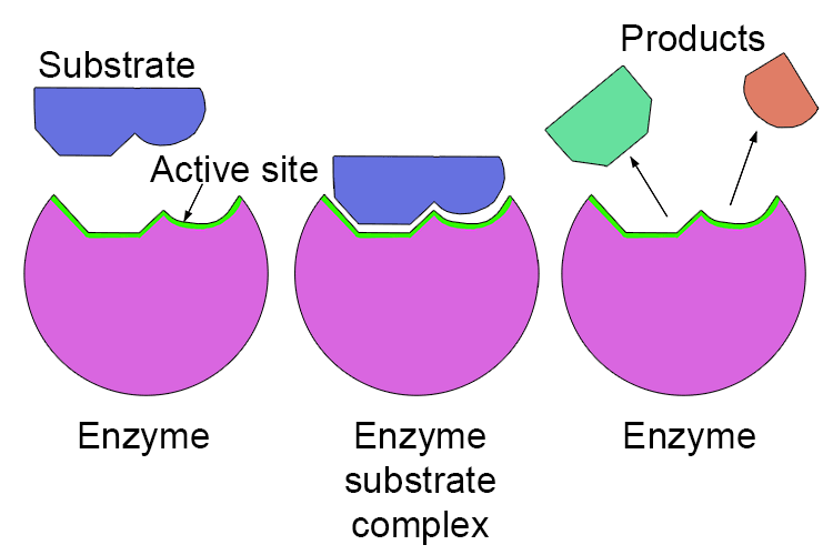 Once the substrate locks into the enzyme to form an enzyme-substrate complex